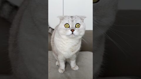 Is she a real predator?🐯 Watch this to the end! #cat #cats